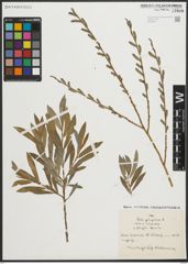 Foto von Salix purpurea L.